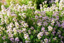 fiori di timo da cui si ottiene il miele di timo