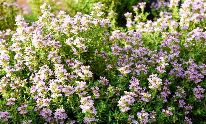 fiori di timo da cui si ottiene il miele di timo