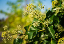 Fiori di edera che danno miele di edera