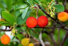 frutto del corbezzolo che da il miele di corbezzolo