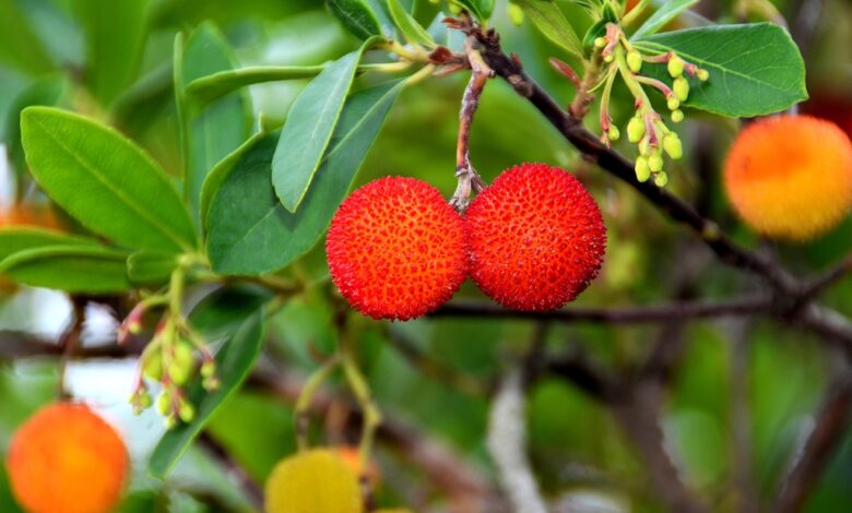 frutto del corbezzolo che da il miele di corbezzolo