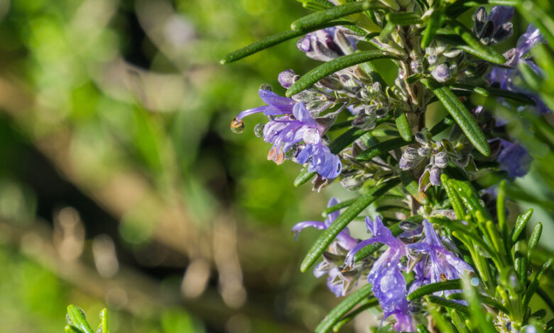 Fiore di rosmarino