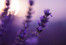 primo piano del fiore della lavanda che darà vita al miele di lavanda