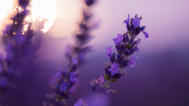 primo piano del fiore della lavanda che darà vita al miele di lavanda