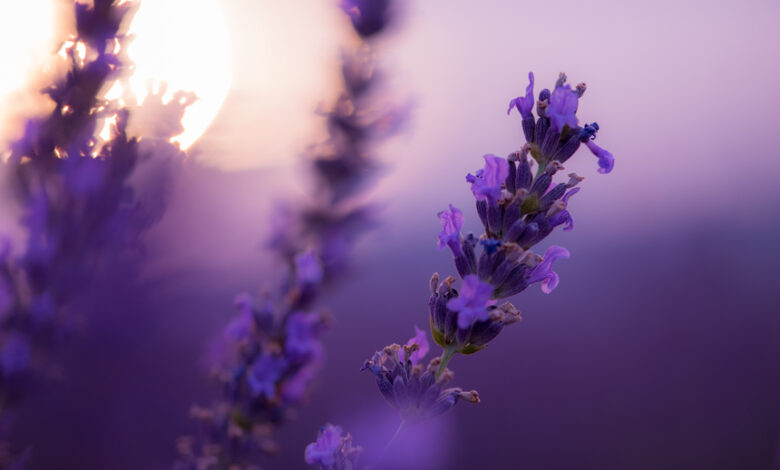 primo piano del fiore della lavanda che darà vita al miele di lavanda