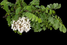 Fiori di acacia che danno miele di acacia