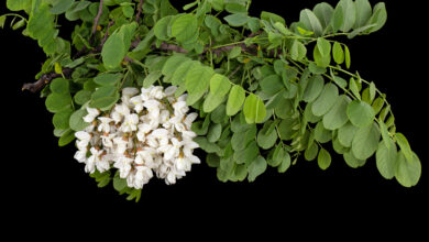 Fiori di acacia che danno miele di acacia