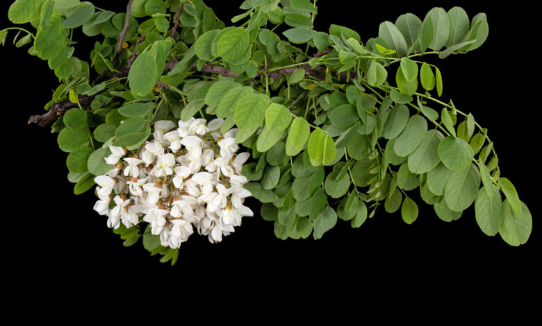 Fiori di acacia che danno miele di acacia