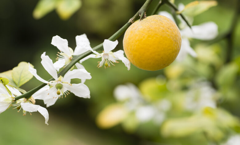 fiori e frutto che danno il miele di agrumi