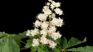 Fiori di castagno che danno miele di castagno