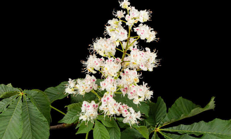 Fiori di castagno che danno miele di castagno