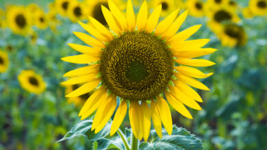 primo piano di un girasole