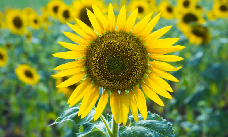 primo piano di un girasole