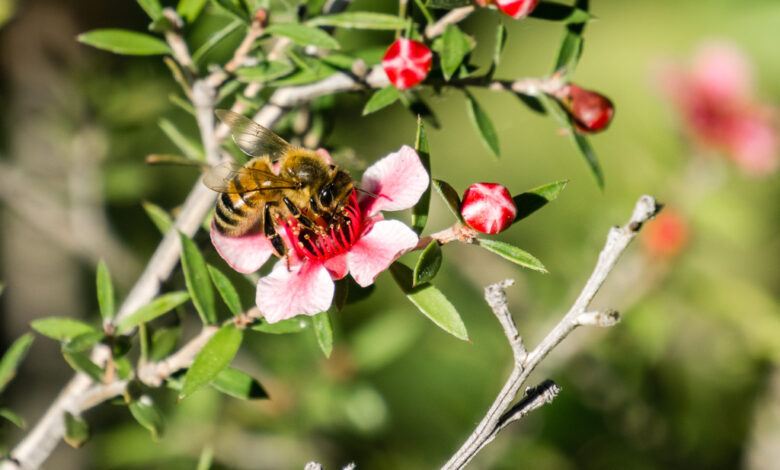Ape su un fiore di manuka che darà miele di manuka