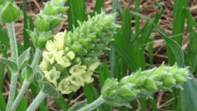 Fiori di Sideritis syriaca che danno miele di stregonia