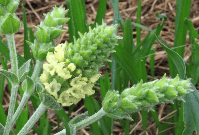 Fiori di Sideritis syriaca che danno miele di stregonia