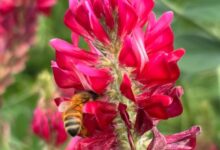 Ape mentre raccoglie nettare da un fiore di sulla
